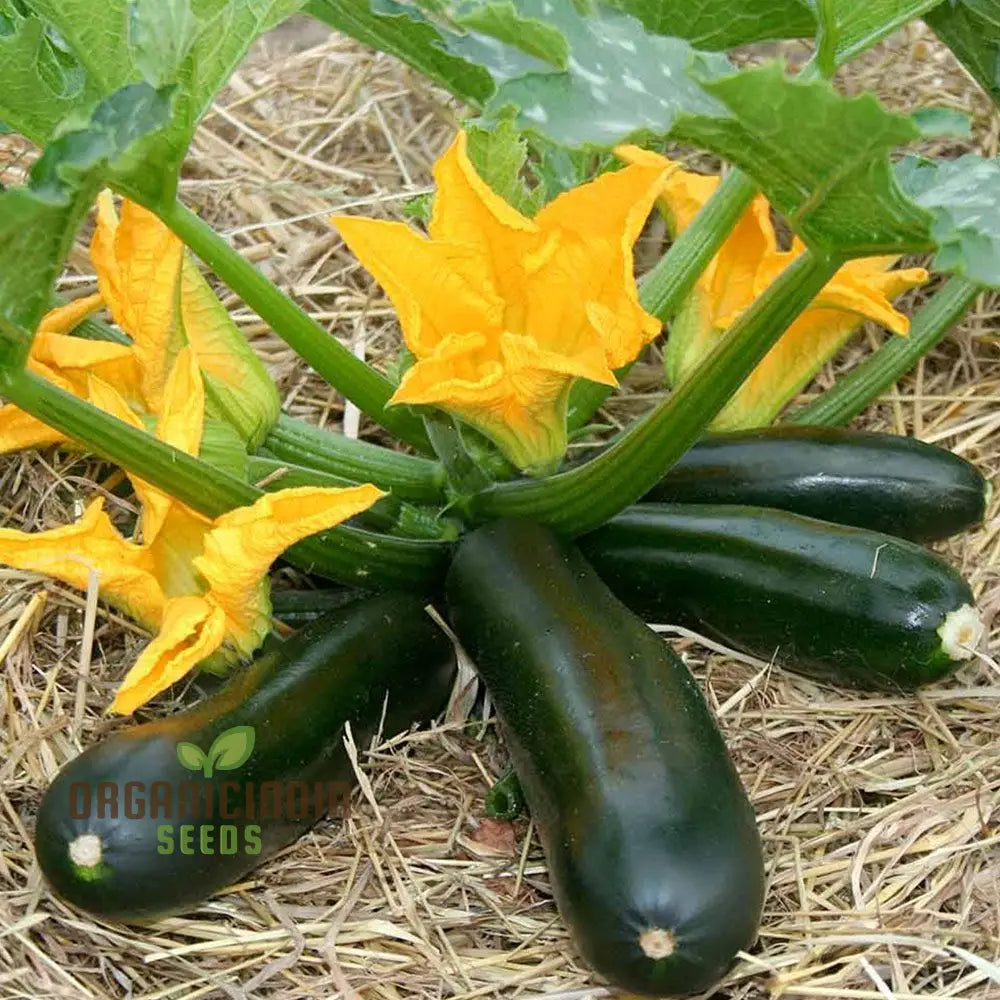 Courgette F1 Darko Vegetable Seeds For Planting Grow High-Yield Delicious Courgettes In Your Garden