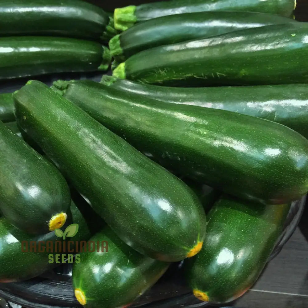 Courgette F1 Darko Vegetable Seeds For Planting Grow High-Yield Delicious Courgettes In Your Garden