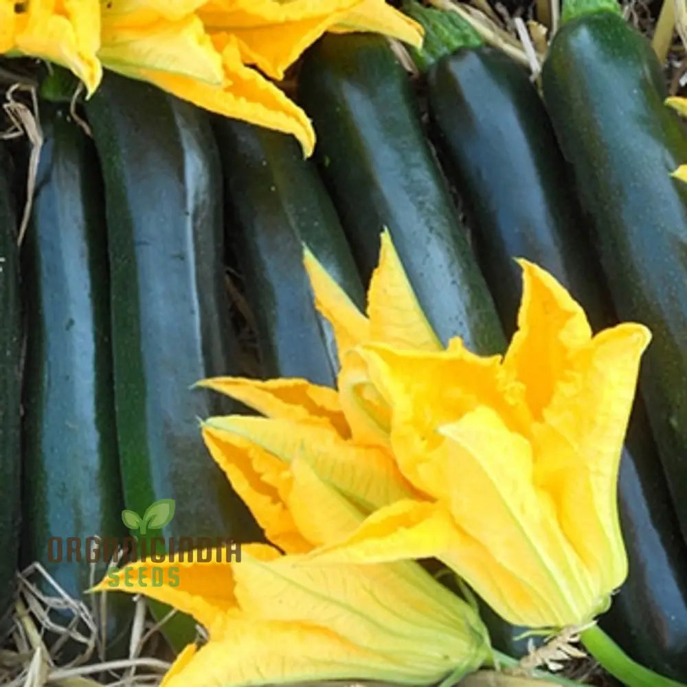 Courgette F1 Darko Vegetable Seeds For Planting Grow High-Yield Delicious Courgettes In Your Garden