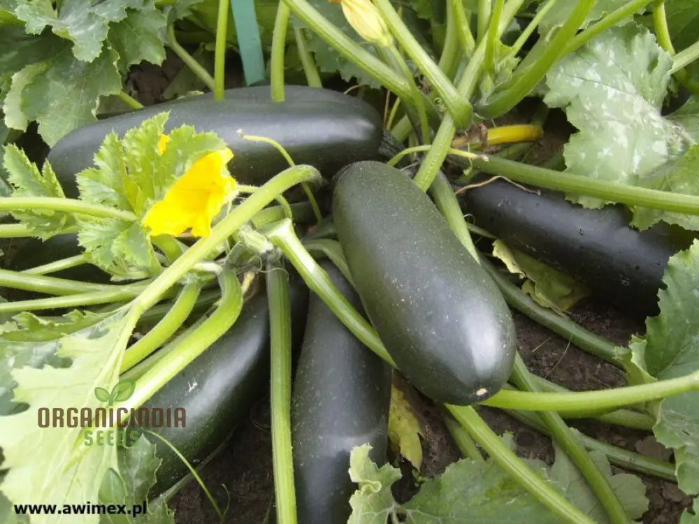 Courgette - F1 Precioza Vegetable Seeds For Planting High-Quality Gardens Home Growing Perfect