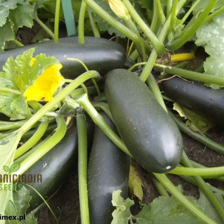 Courgette - F1 Precioza Vegetable Seeds For Planting High-Quality Gardens Home Growing Perfect