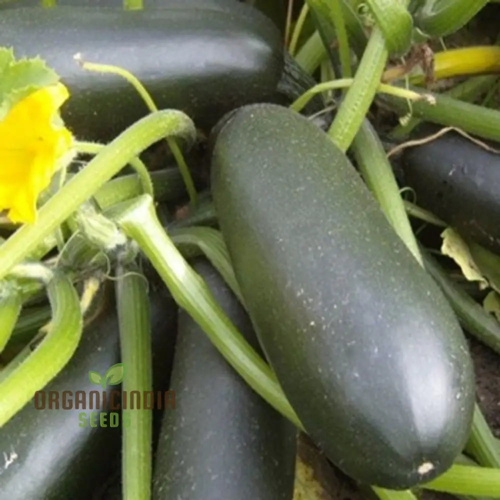 Courgette - F1 Precioza Vegetable Seeds For Planting High-Quality Gardens Home Growing Perfect