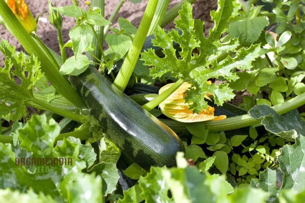 Courgette - F1 Precioza Vegetable Seeds For Planting High-Quality Gardens Home Growing Perfect