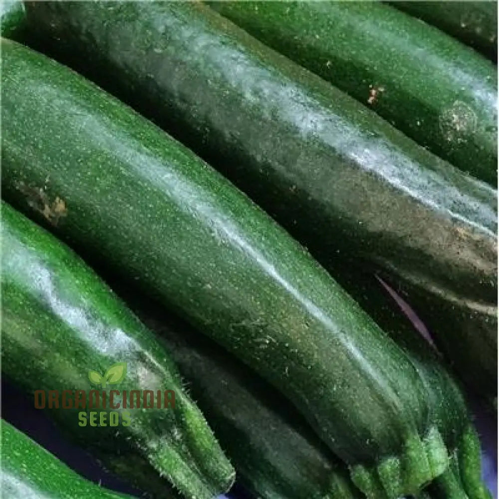 Courgette - F1 Precioza Vegetable Seeds For Planting High-Quality Gardens Home Growing Perfect