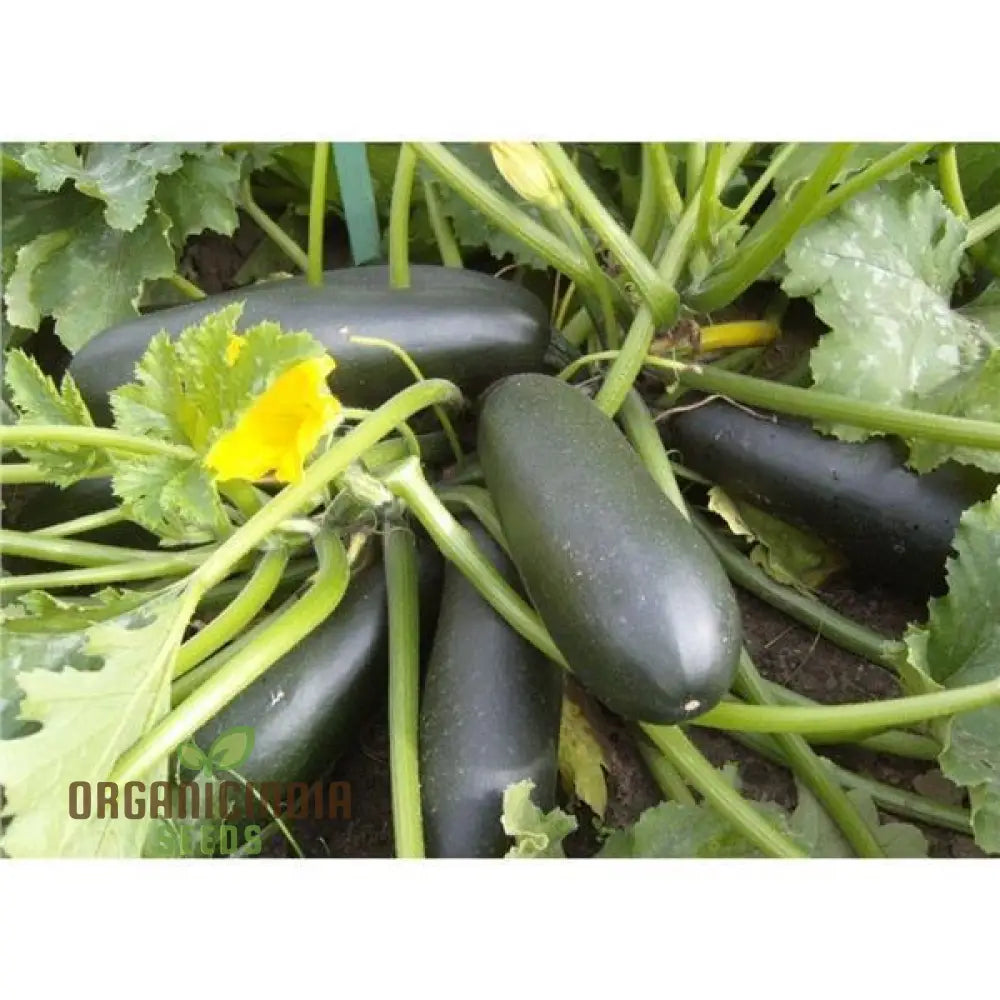 Courgette - F1 Precioza Vegetable Seeds For Planting High-Quality Gardens Home Growing Perfect