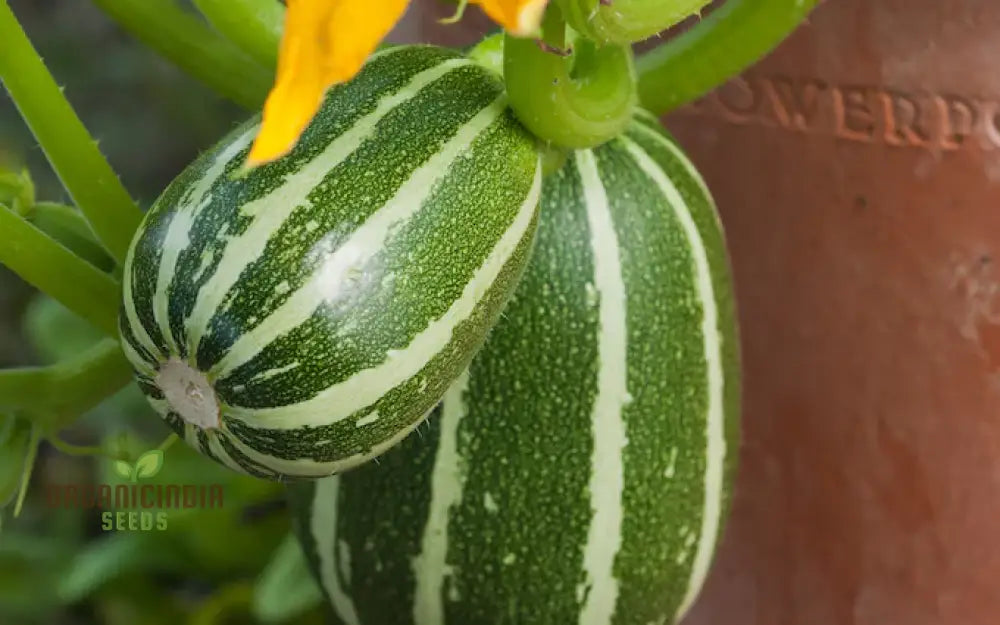 Courgette Piccolo F1 Seeds For Gardening Enthusiasts - High Yield And Quality