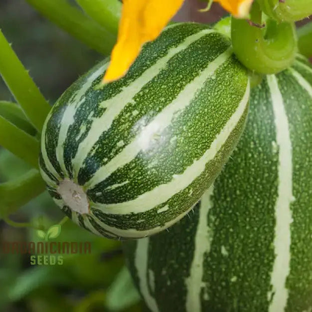 Courgette Piccolo F1 Seeds For Gardening Enthusiasts - High Yield And Quality