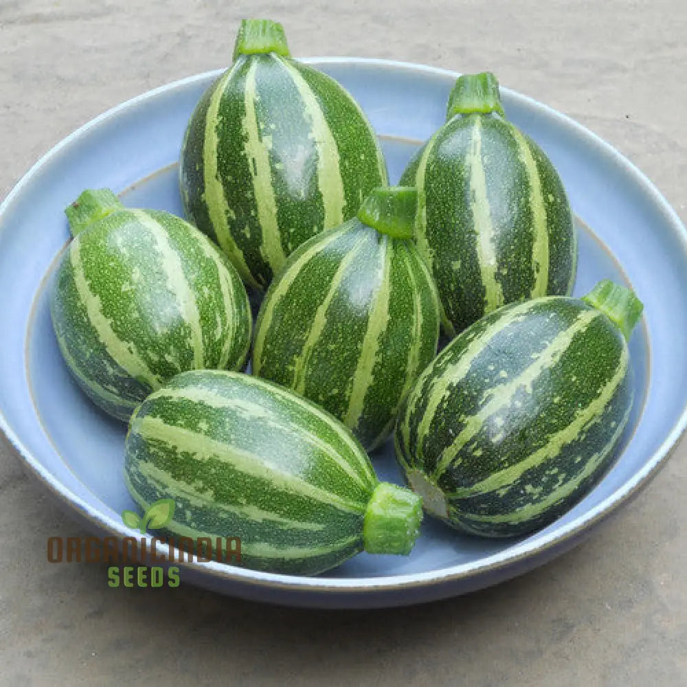 Courgette Piccolo F1 Seeds For Gardening Enthusiasts - High Yield And Quality