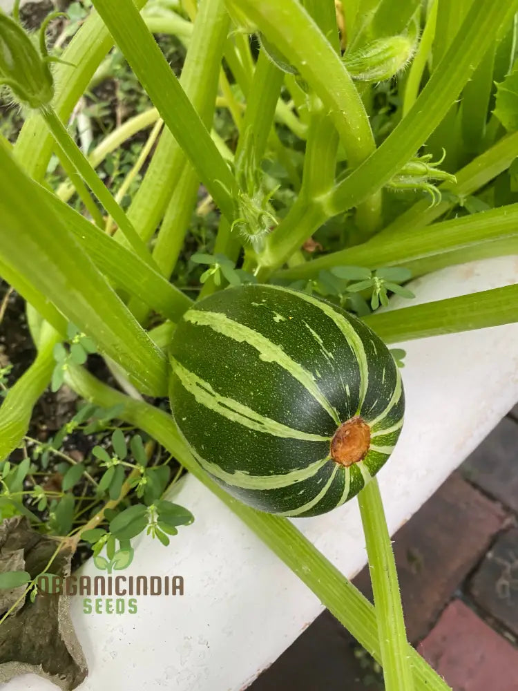 Courgette Piccolo F1 Seeds For Gardening Enthusiasts - High Yield And Quality