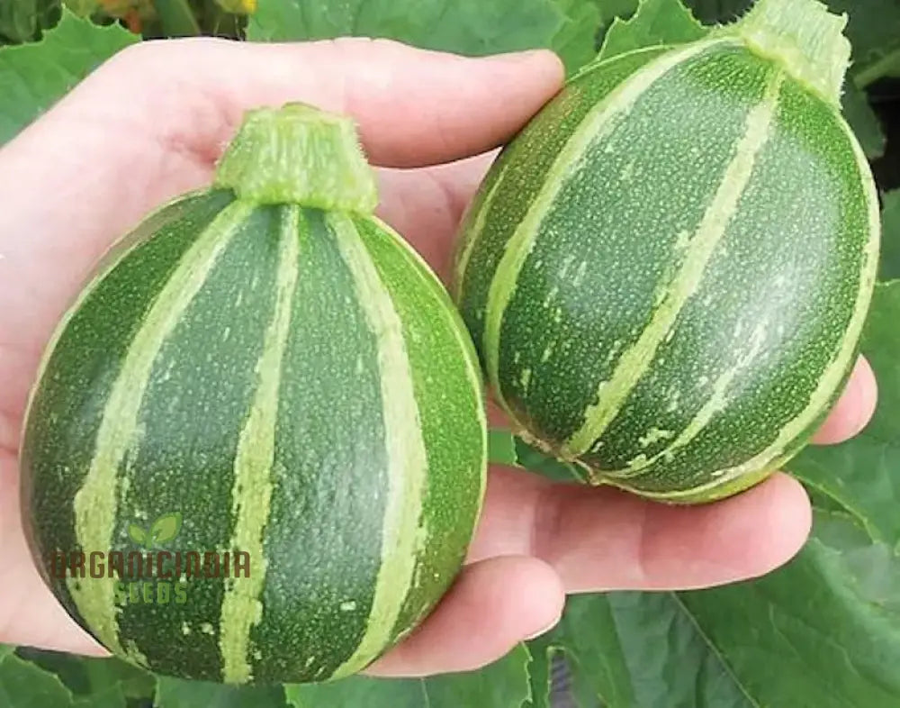 Courgette Piccolo F1 Seeds For Gardening Enthusiasts - High Yield And Quality