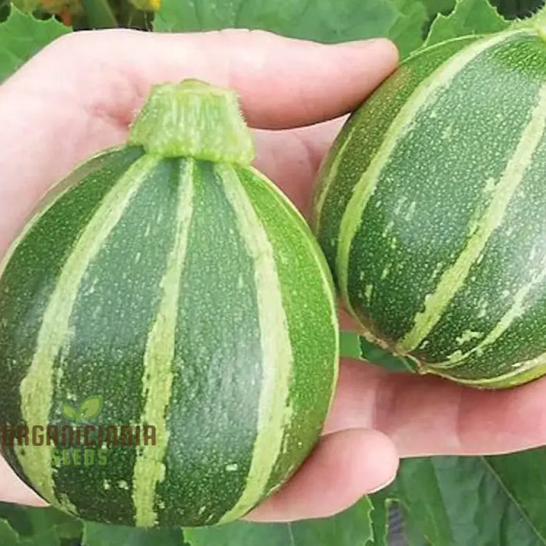 Courgette Piccolo F1 Seeds For Gardening Enthusiasts - High Yield And Quality