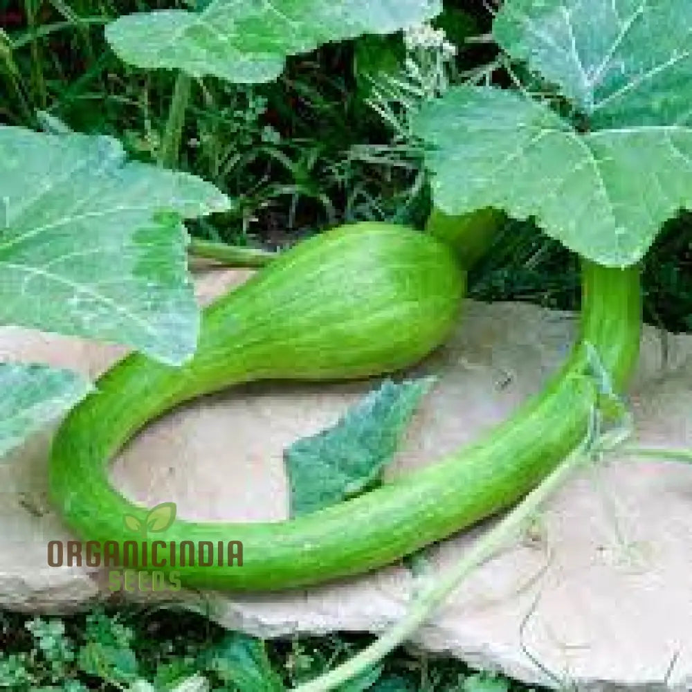 Courgetti Tromboncino Creeper Seeds For Planting Italian Trombone Squash Plant And Gourds