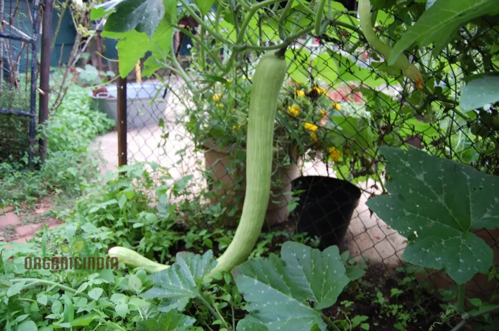 Courgetti Tromboncino Creeper Seeds For Planting Italian Trombone Squash Plant And Gourds