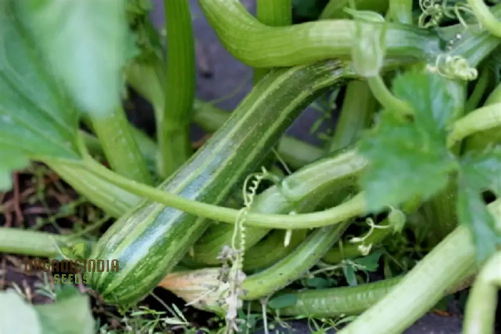 Courgetti Tromboncino Creeper Seeds For Planting Italian Trombone Squash Plant And Gourds