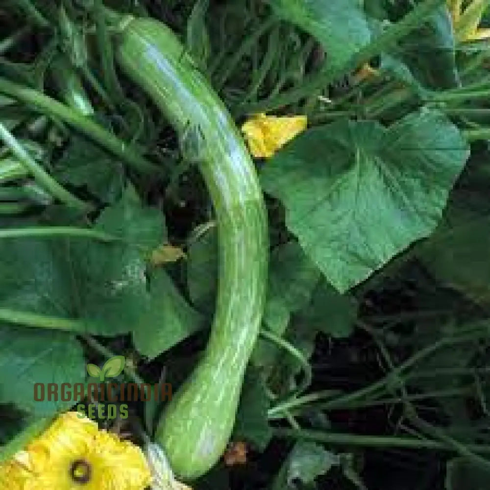 Courgetti Tromboncino Creeper Seeds For Planting Italian Trombone Squash Plant And Gourds