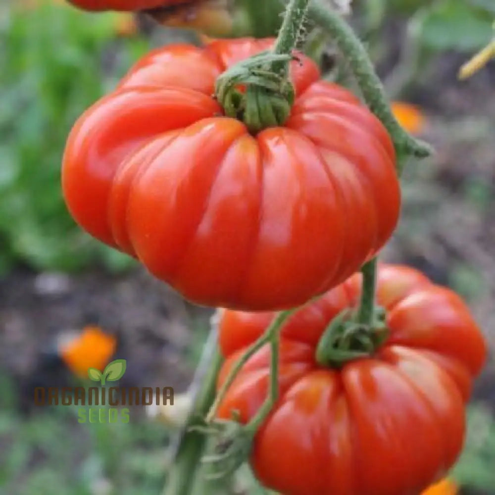 Coustralee Tomato Seeds For Planting | 100 Pcs Heirloom Variety Ideal Home Gardening Juicy And