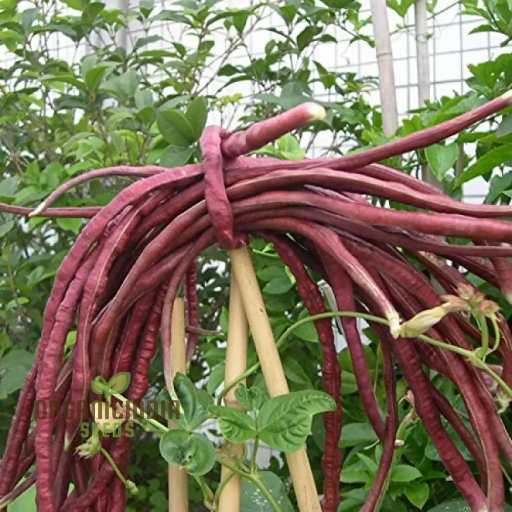 Cowpea Or Lobia Red Seeds - Premium Quality For Planting In Your Garden