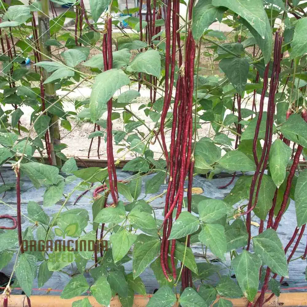 Cowpea Or Lobia Red Seeds - Premium Quality For Planting In Your Garden