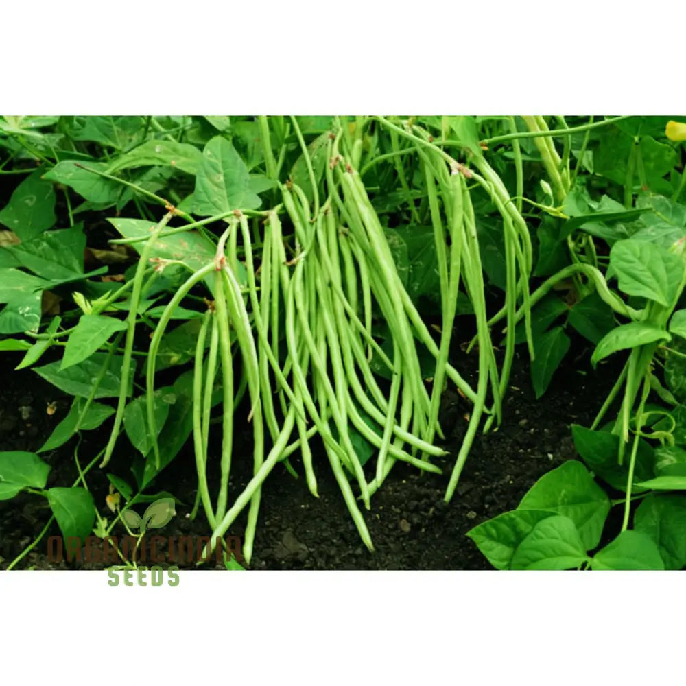 Cowpeas (Lobia) Vegetable Seeds Cultivating Nutritious And Versatile Legumes In Your Garden