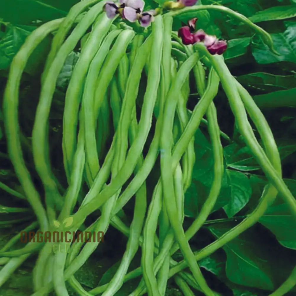 Cowpeas (Lobia) Vegetable Seeds Cultivating Nutritious And Versatile Legumes In Your Garden