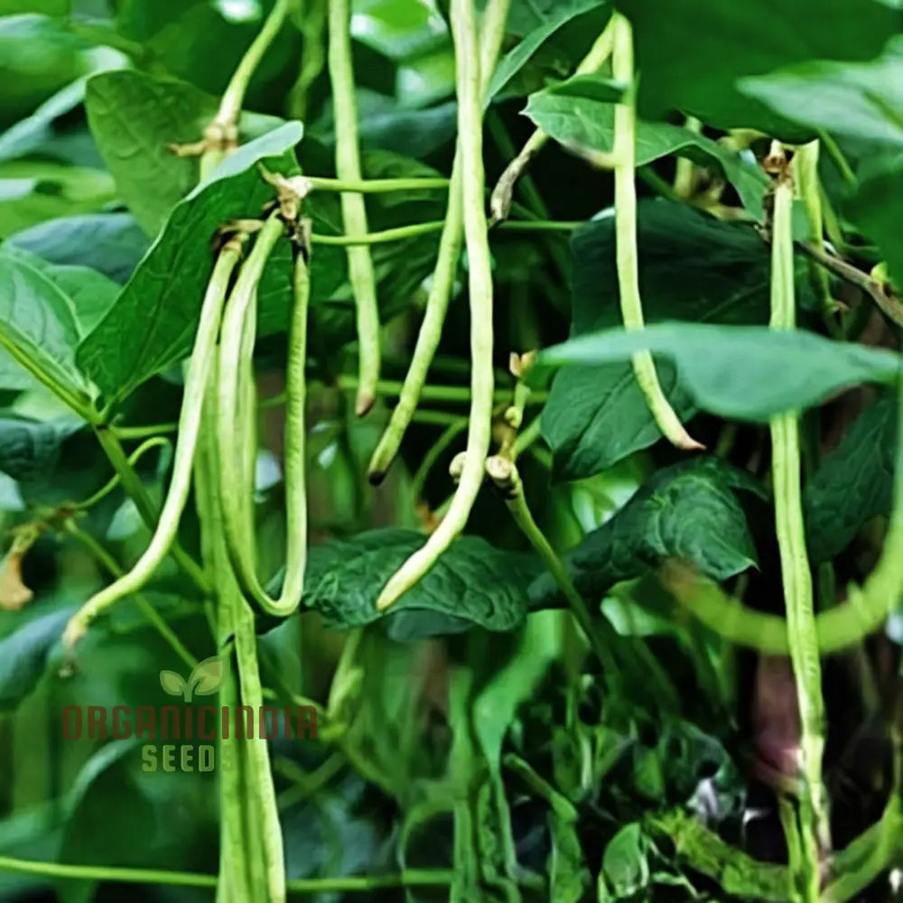 Cowpeas (Lobia) Vegetable Seeds Cultivating Nutritious And Versatile Legumes In Your Garden