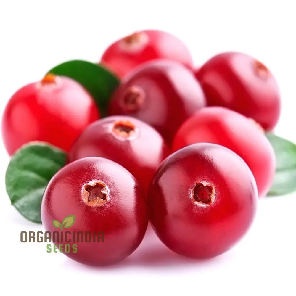 Cranberry Seeds For Planting Gardening Enthusiasts - Buy Organic Online