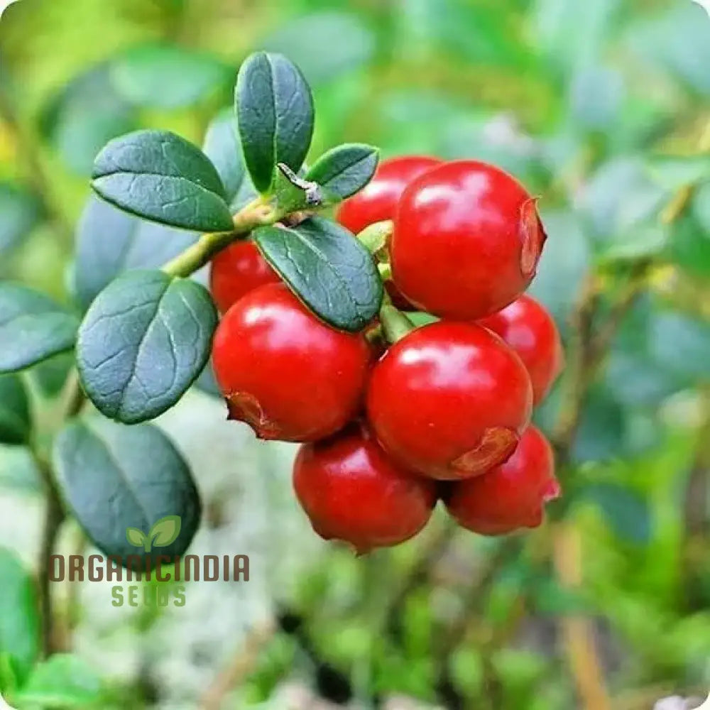 Cranberry Seeds For Planting Gardening Enthusiasts - Buy Organic Online