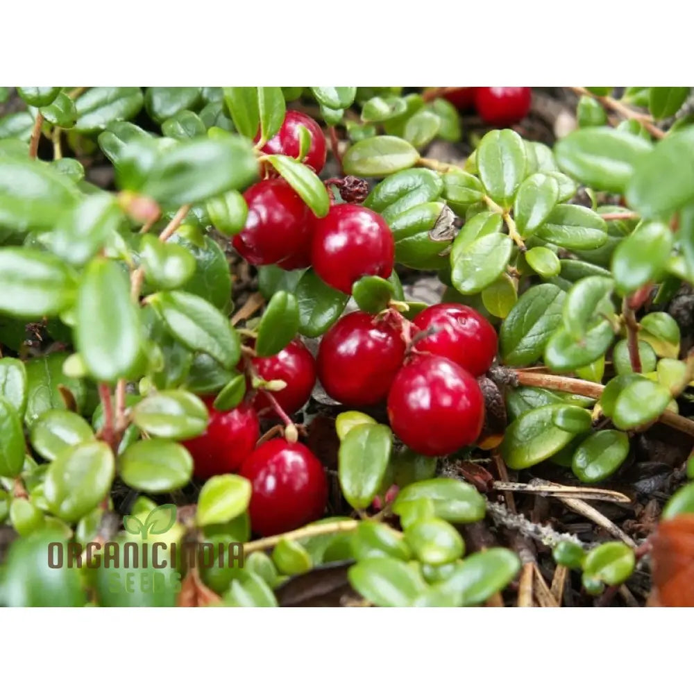 Cranberry Seeds For Planting Gardening Enthusiasts - Buy Organic Online