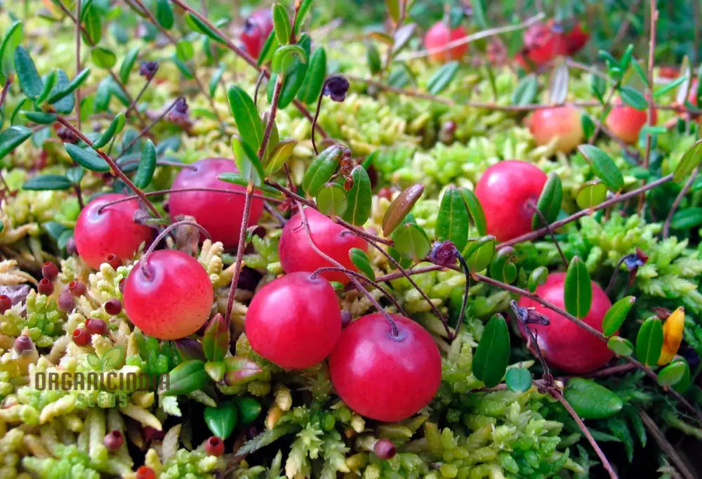 Cranberry Seeds For Planting Gardening Enthusiasts - Buy Organic Online