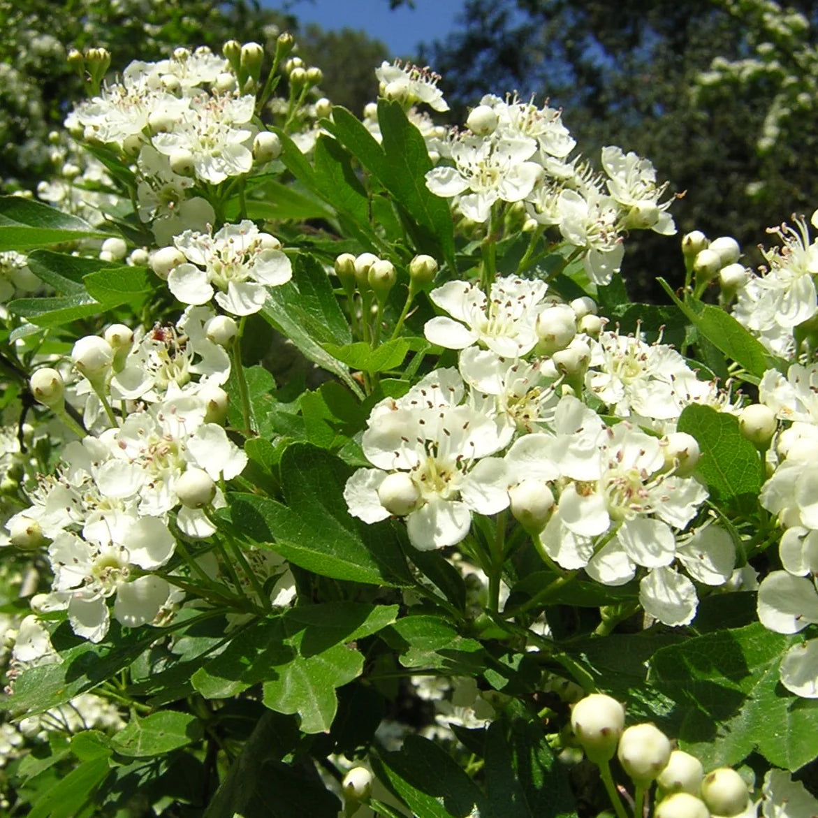 Englischer Weißdorn Samen - Gewöhnlicher Weißdorn Laubbaum oder Strauch, Zierpflanze und essbare Früchte für den Garten