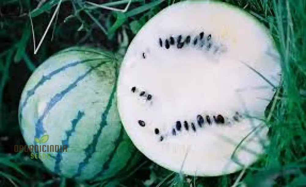 Cream Of Saskatchewan Watermelon Seeds For Planting: Exquisite Gardening Delight For Your Summer