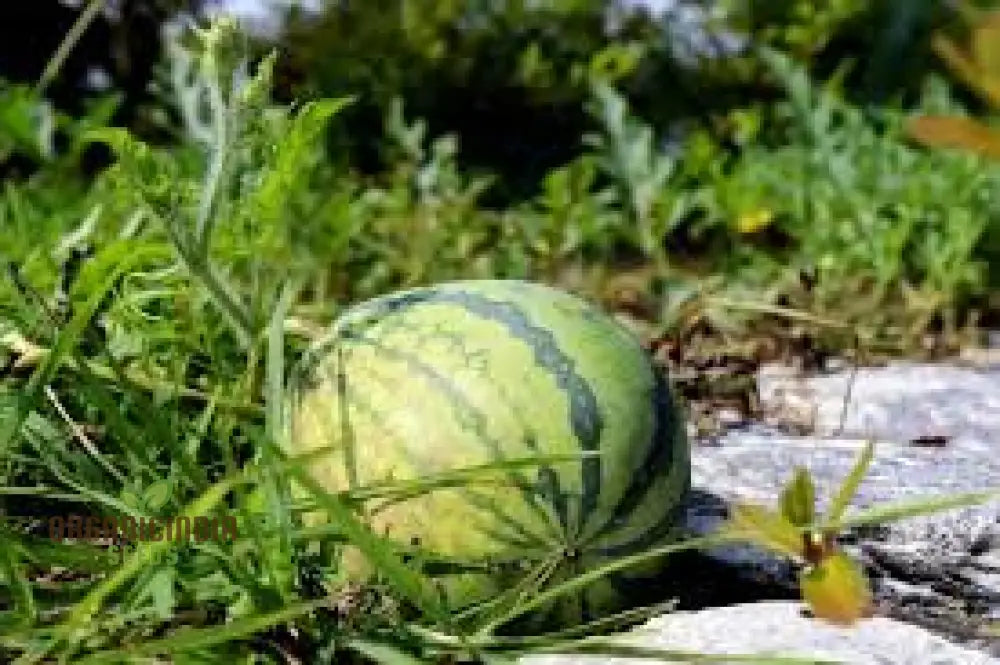 Cream Of Saskatchewan Watermelon Seeds For Planting: Exquisite Gardening Delight For Your Summer