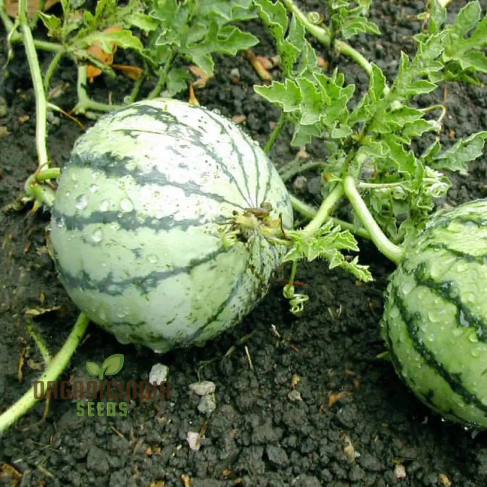 Cream Of Saskatchewan Watermelon Seeds For Planting: Exquisite Gardening Delight For Your Summer