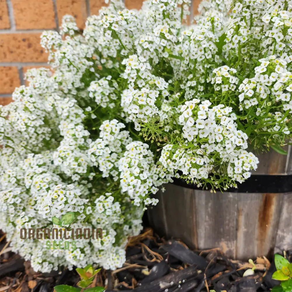 Create A Carpet Of Blooms Sweet Alyssum Flower Seeds - Ideal For Planting And Gardening To