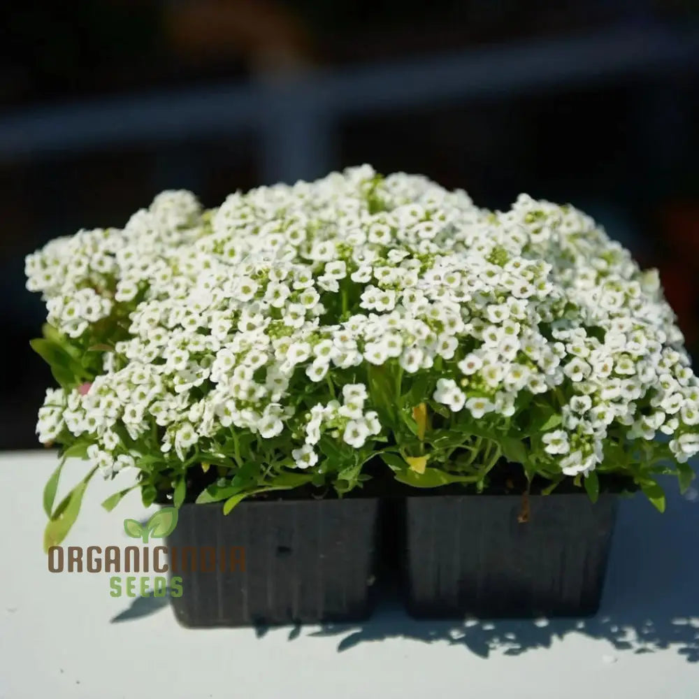 Create A Carpet Of Blooms Sweet Alyssum Flower Seeds - Ideal For Planting And Gardening To