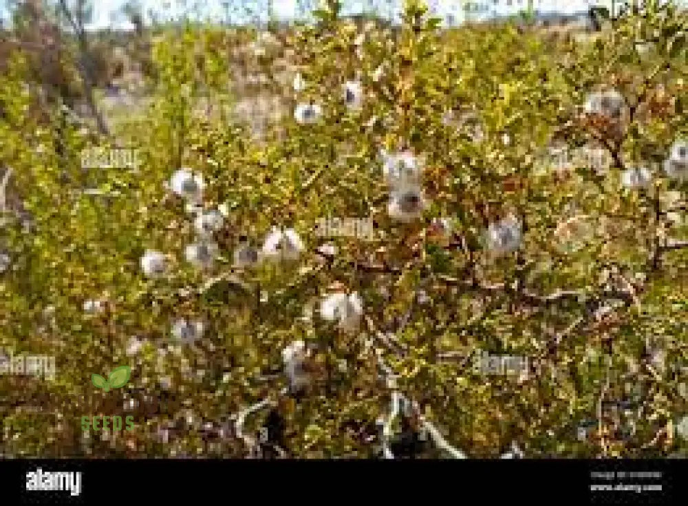 Creosote Seeds Gobernadora Generic Fresh 30Pcs