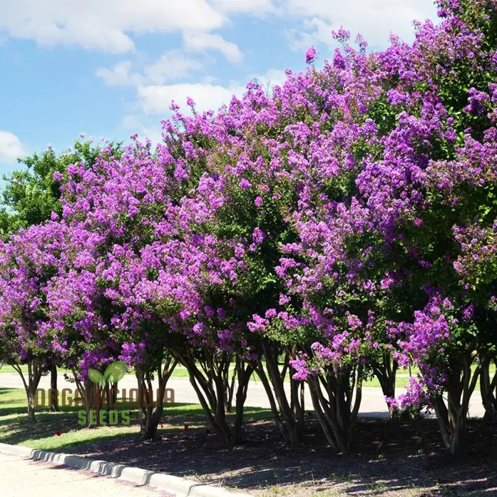 Crepe Myrtle Seeds - Lagerstroemia Indica Planting Guide Included Exotic Flowering Tree