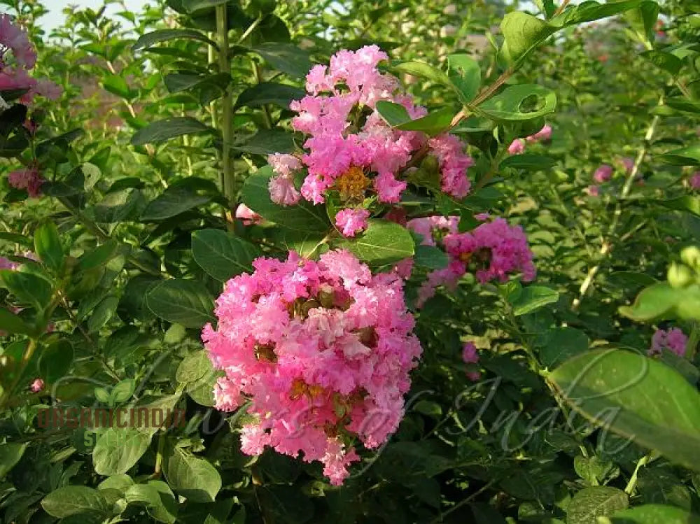 Crepe Myrtle Seeds - Lagerstroemia Indica Planting Guide Included Exotic Flowering Tree