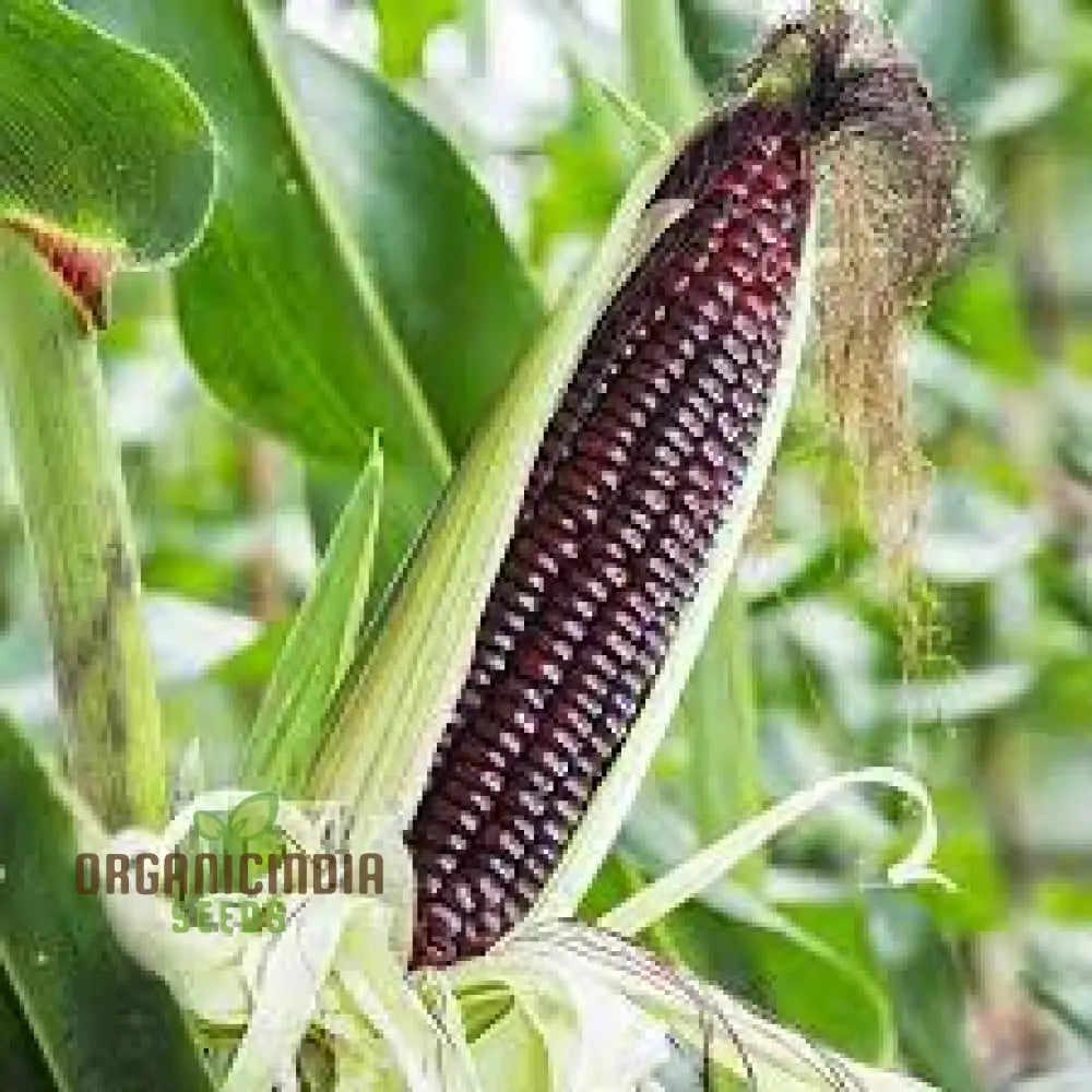 Crimson Gem Corn Vegetable Seeds – Planting For Vibrant Red Harvests Squash And Gourds