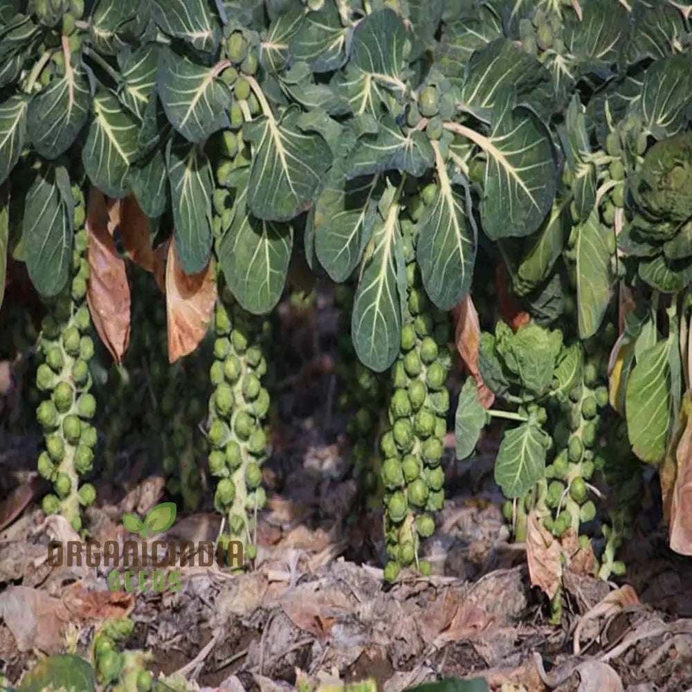 Crispus F1 Brussel Sprout Vegetable Seeds High Yield Crisp & Flavorful Harvest Blooms For Your