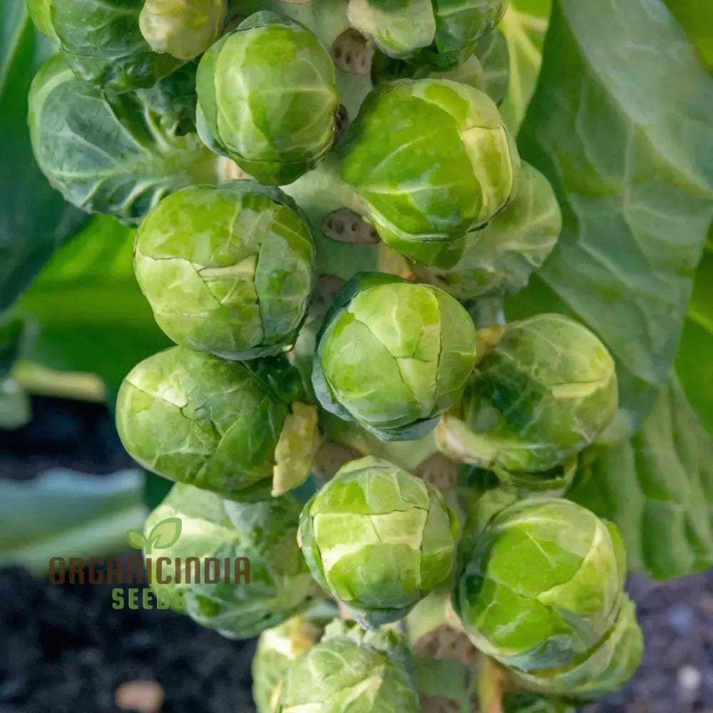 Crispus F1 Brussel Sprout Vegetable Seeds High Yield Crisp & Flavorful Harvest Blooms For Your