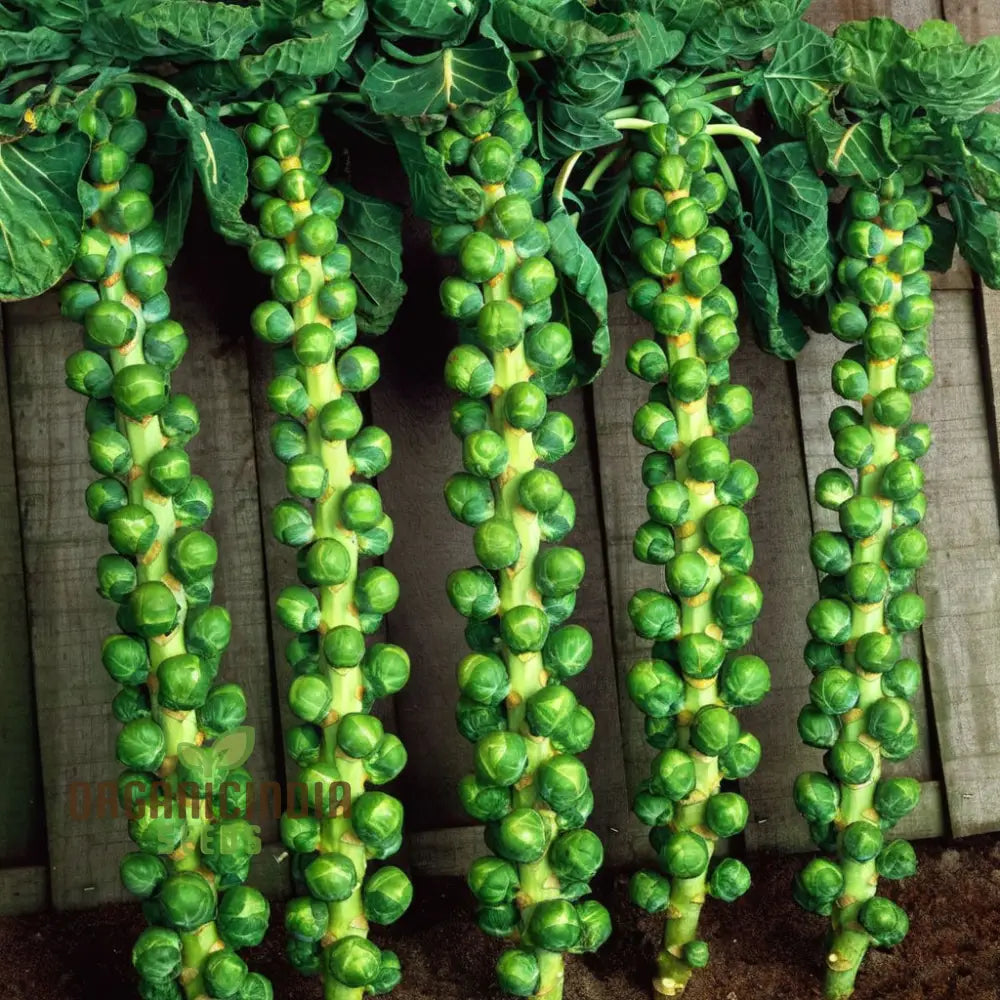 Crispus F1 Brussel Sprout Vegetable Seeds High Yield Crisp & Flavorful Harvest Blooms For Your