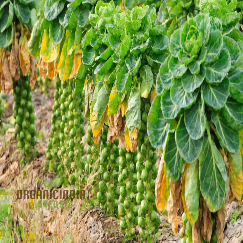 Crispus F1 Brussel Sprout Vegetable Seeds High Yield Crisp & Flavorful Harvest Blooms For Your