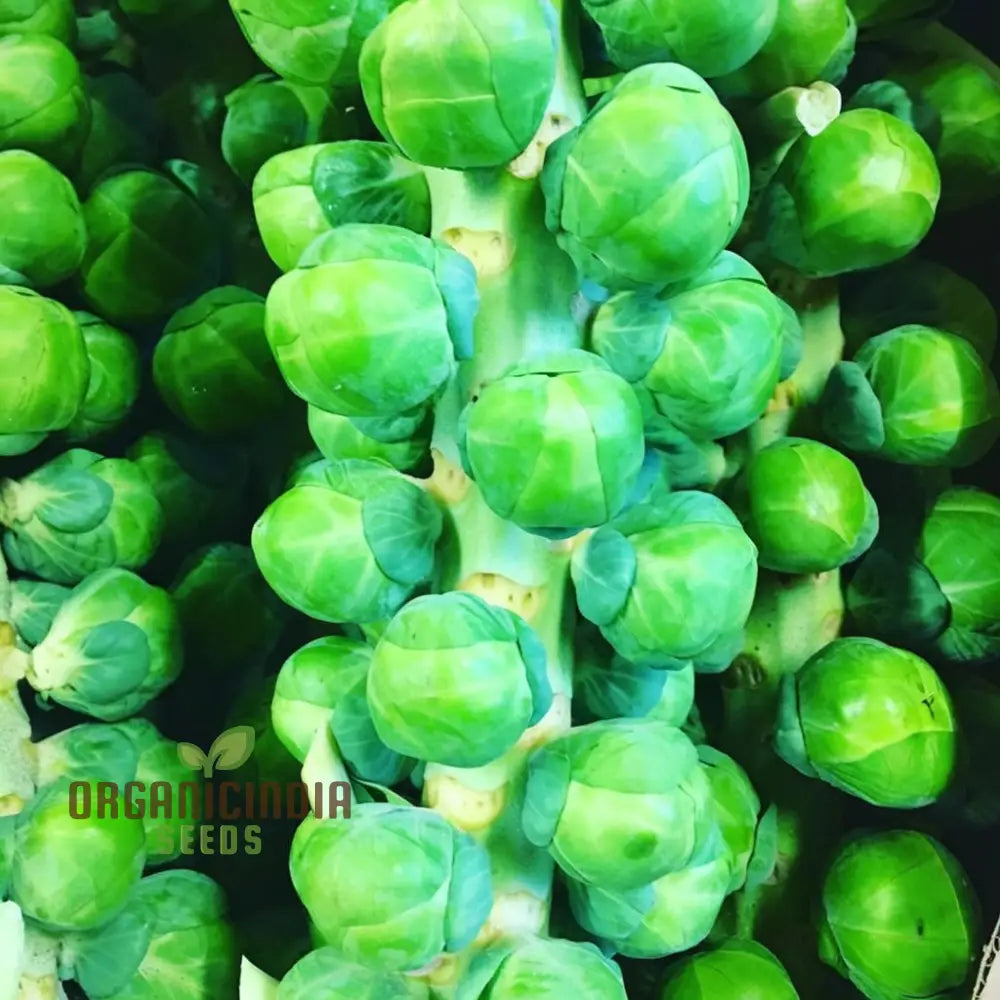 Crispus F1 Brussel Sprout Vegetable Seeds High Yield Crisp & Flavorful Harvest Blooms For Your