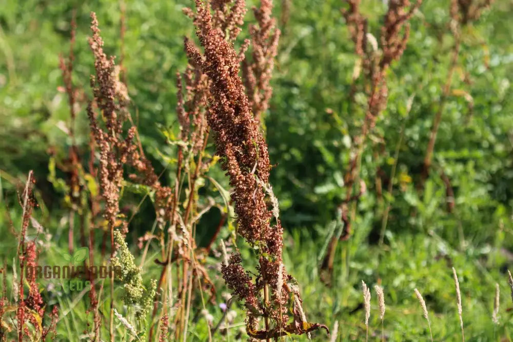 Crispus Rumex (Curly Dock Yellow Basin) Seeds For Planting 100 Pcs Herb