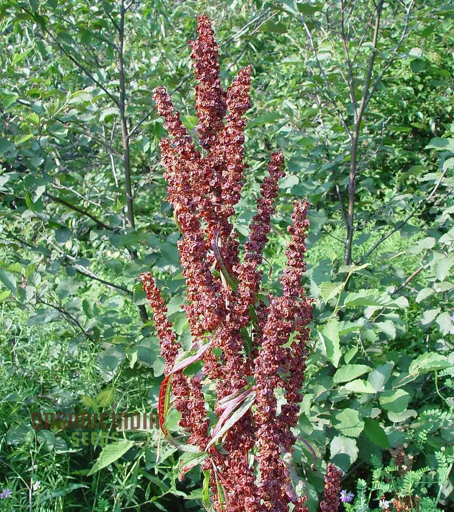 Crispus Rumex (Curly Dock Yellow Basin) Seeds For Planting 100 Pcs Herb