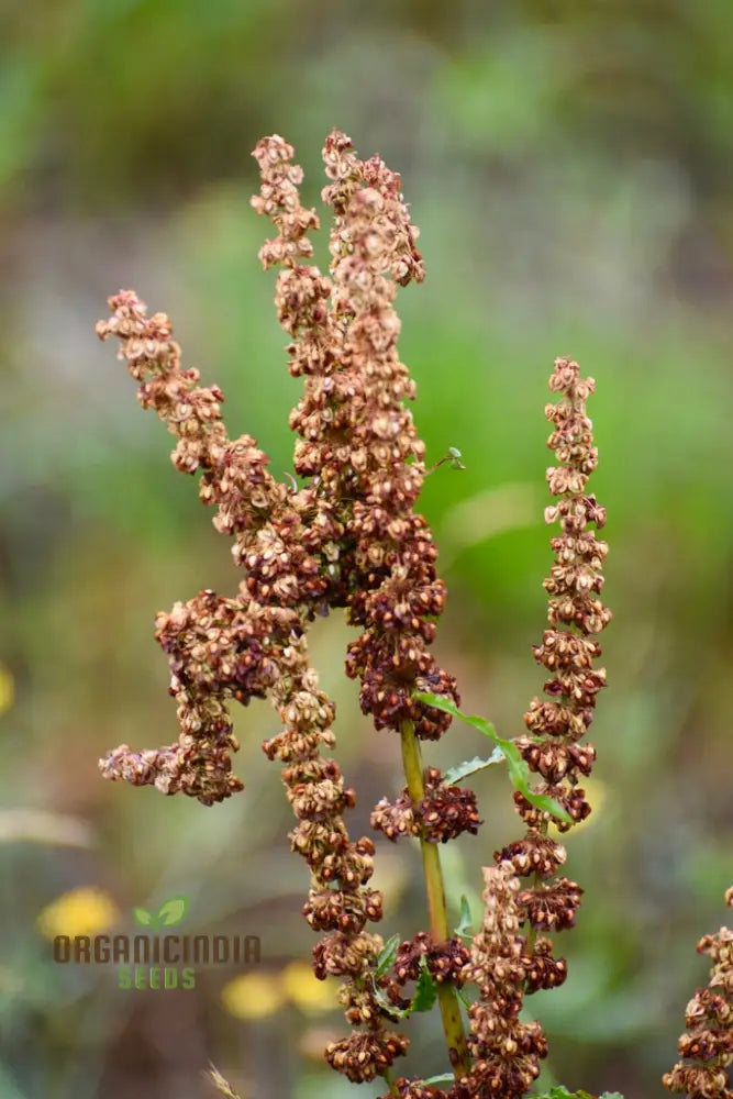 Crispus Rumex (Curly Dock Yellow Basin) Seeds For Planting 100 Pcs Herb