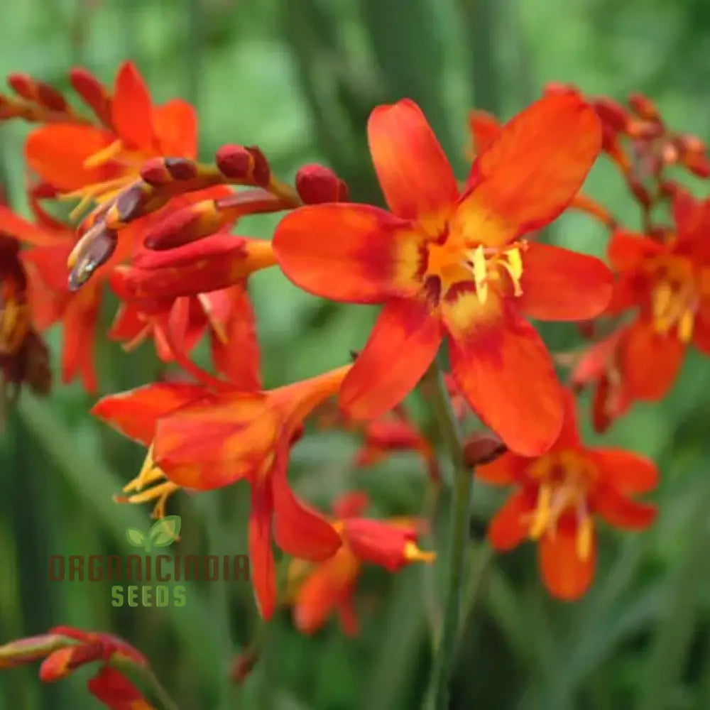 Crocosmia Montbretia Flower Seeds For Planting Vibrant Orange And Red Blooms For Your Garden