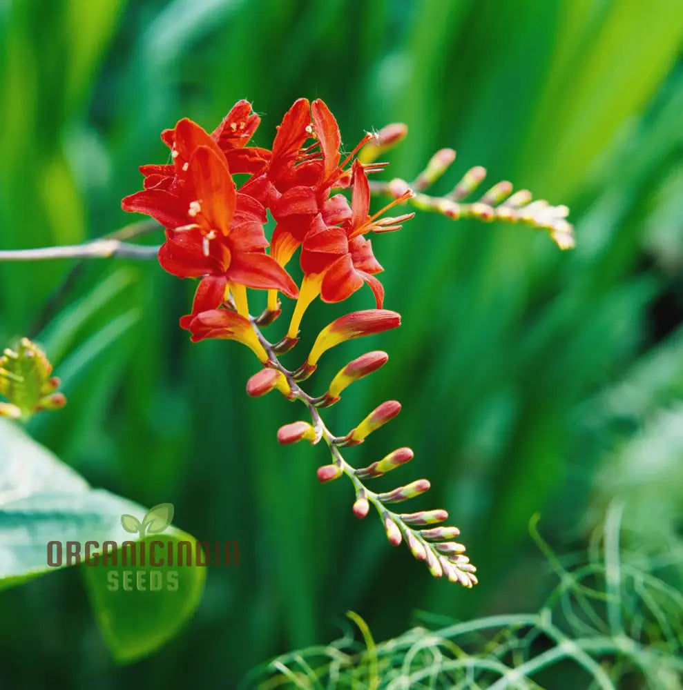 Crocosmia Montbretia Flower Seeds For Planting Vibrant Orange And Red Blooms For Your Garden