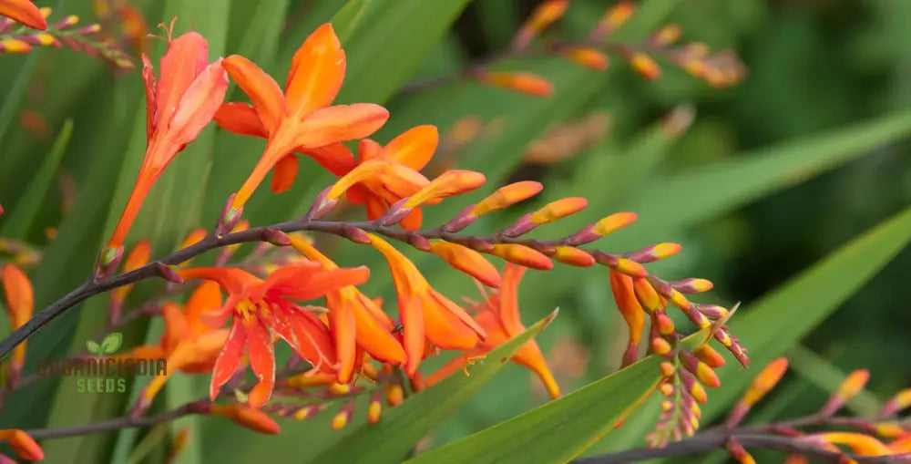 Crocosmia Montbretia Flower Seeds For Planting Vibrant Orange And Red Blooms For Your Garden